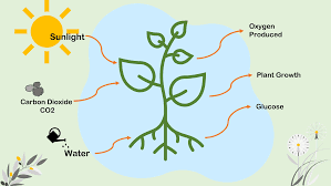 Photosynthesis